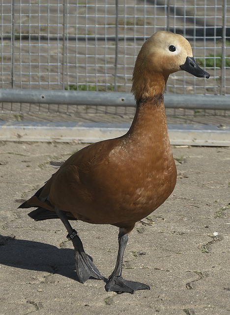 这对于布莱 这对于布莱