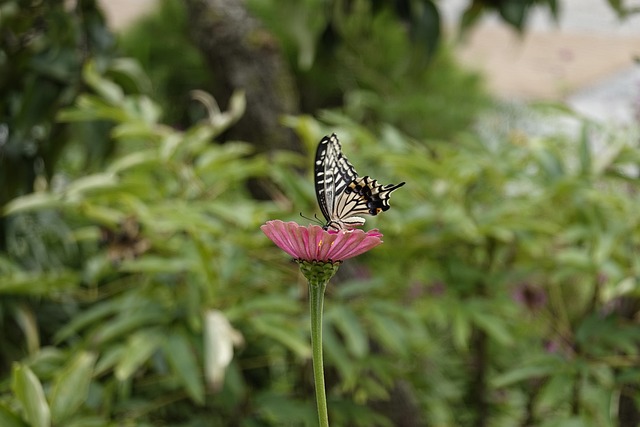 的入选或除